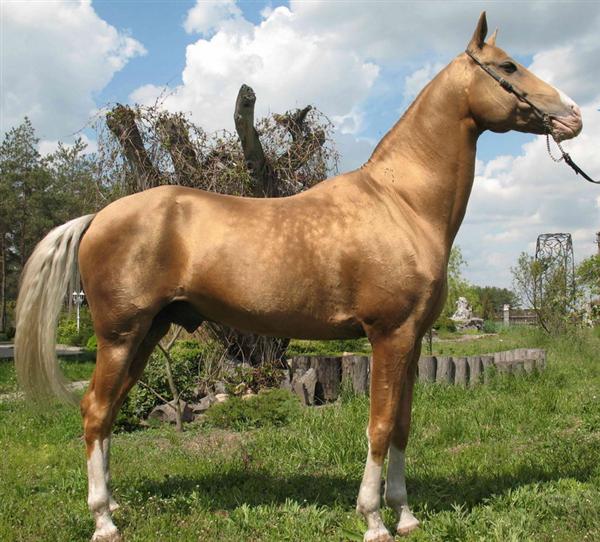 Akhal Teke Horses